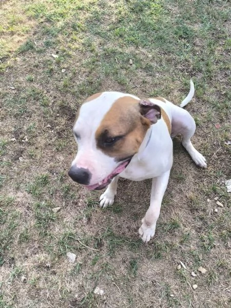 American Bully XXL – Chanel, quasi 2 anni | Foto 6