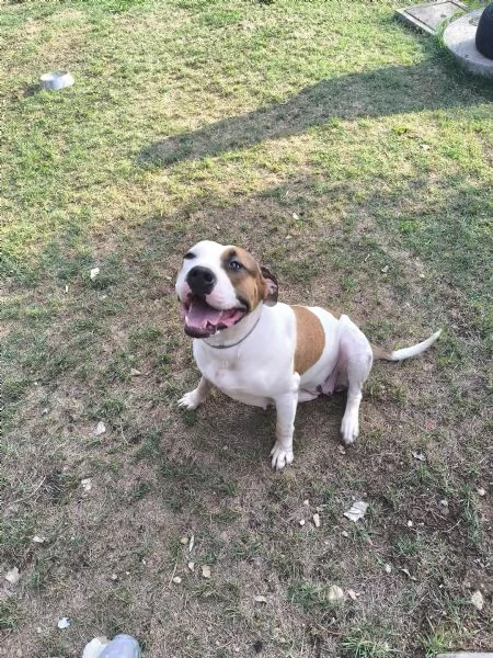 American Bully XXL – Chanel, quasi 2 anni