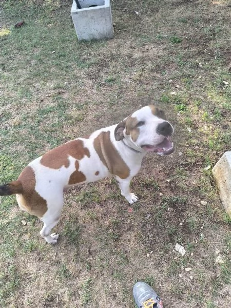 American Bully XXL – Chanel, quasi 2 anni | Foto 5
