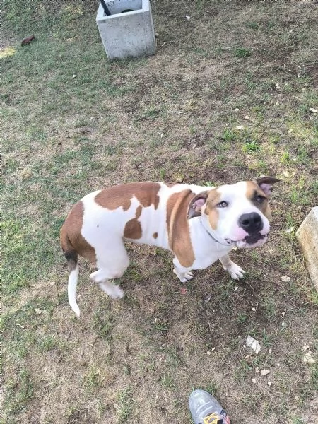 American Bully XXL – Chanel, quasi 2 anni | Foto 4