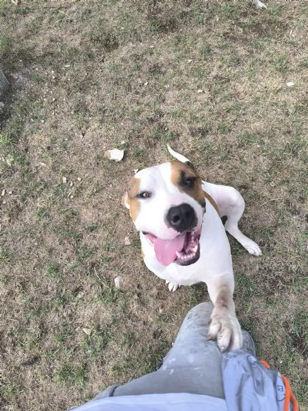 American Bully XXL – Chanel, quasi 2 anni | Foto 3