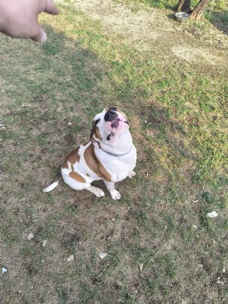 American Bully XXL – Chanel, quasi 2 anni | Foto 2