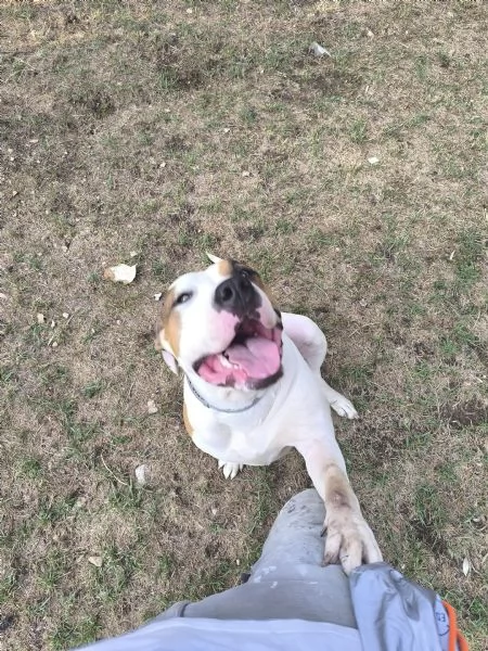 American Bully XXL – Chanel, quasi 2 anni | Foto 1