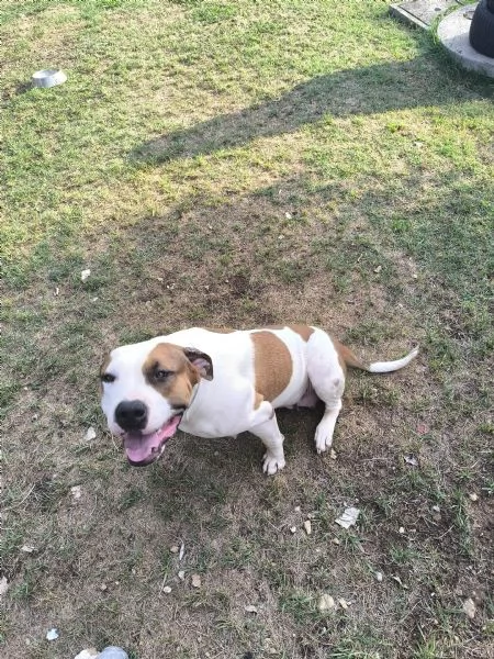 American Bully XXL – Chanel, quasi 2 anni | Foto 0