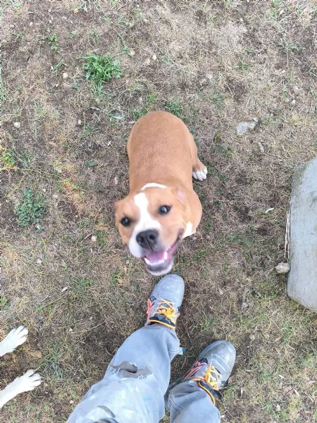 Amstaff di 7 mesi con pedigree - Femmina di nome Kira | Foto 1