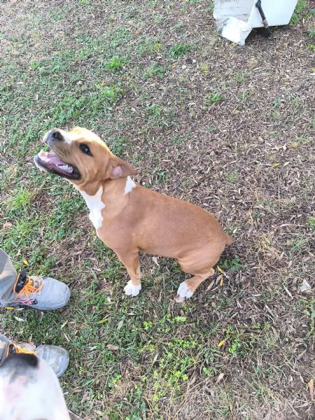 Amstaff di 7 mesi con pedigree - Femmina di nome Kira