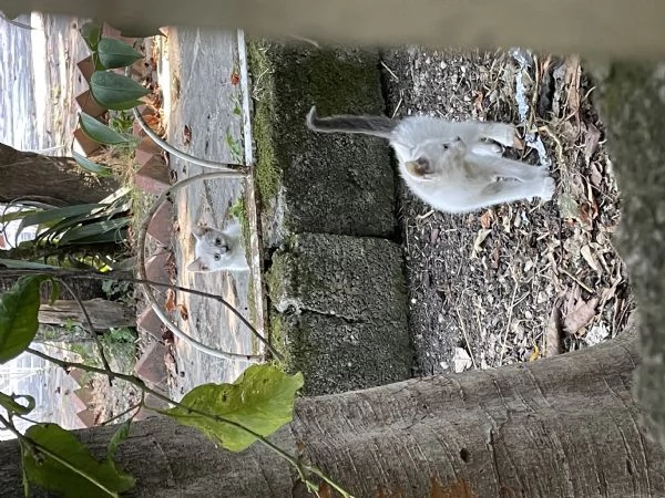 Si regalano gattini siamesi e non | Foto 4