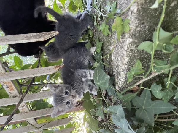 Si regalano gattini siamesi e non | Foto 3