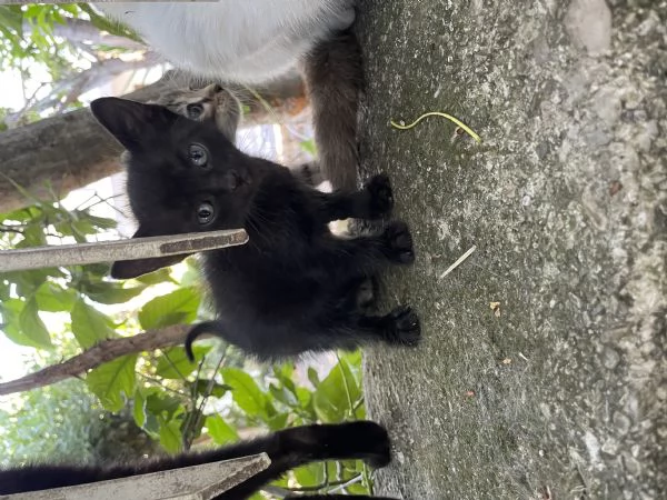 Si regalano gattini siamesi e non | Foto 2