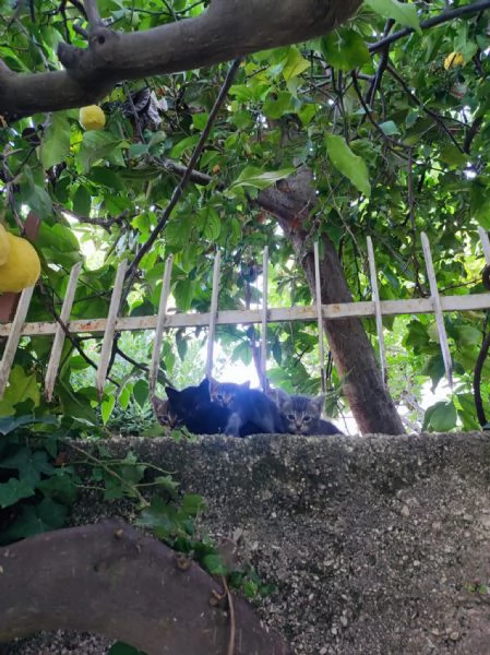 Si regalano gattini siamesi e non | Foto 1