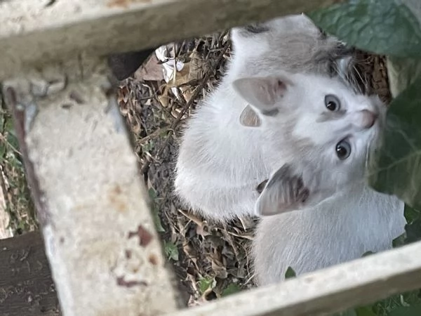 Si regalano gattini siamesi e non | Foto 0