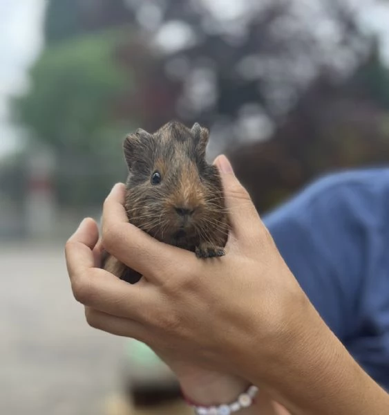 regalo cucciolo di cavia