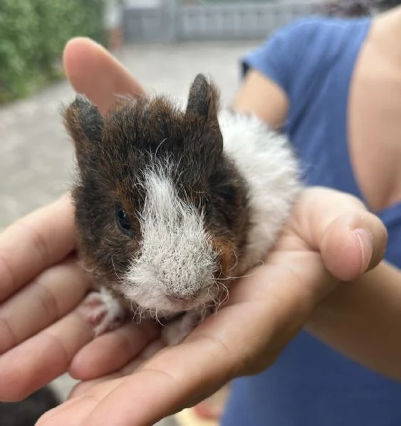 regalo cucciolo di cavia