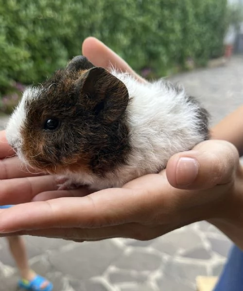 regalo cucciolo di cavia | Foto 0