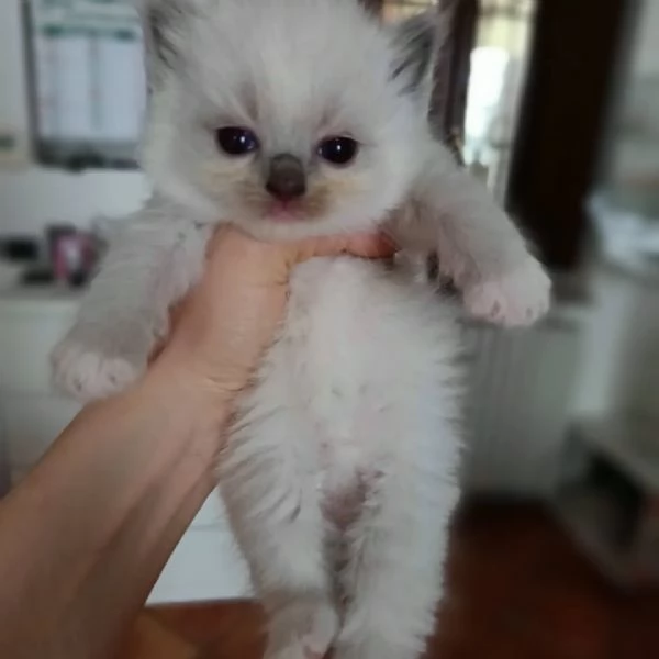 Cuccioli Ragdoll di Alta Genealogia