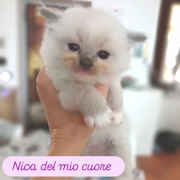 Cuccioli Ragdoll di Alta Genealogia | Foto 5