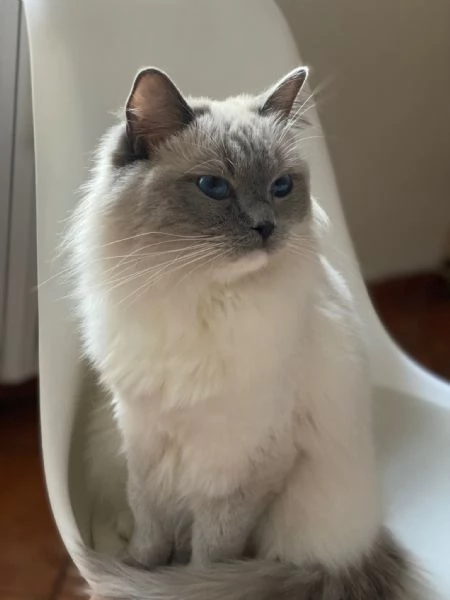 Cuccioli Ragdoll di Alta Genealogia | Foto 4