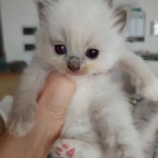Cuccioli Ragdoll di Alta Genealogia | Foto 3