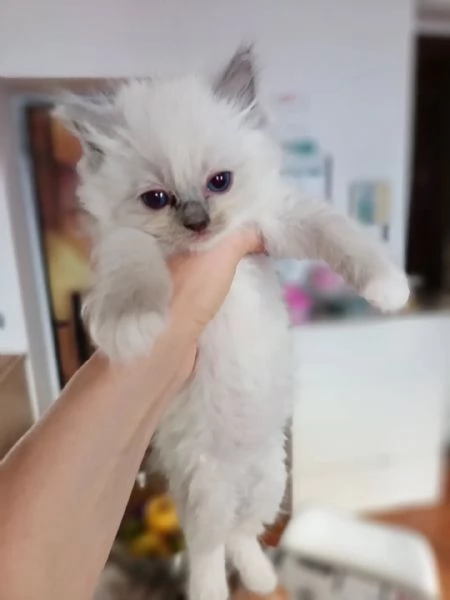 Cuccioli Ragdoll di Alta Genealogia | Foto 2