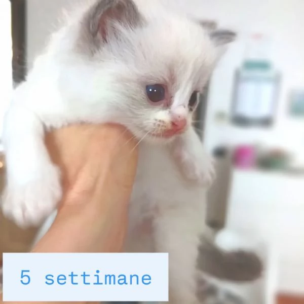 Cuccioli Ragdoll di Alta Genealogia | Foto 1
