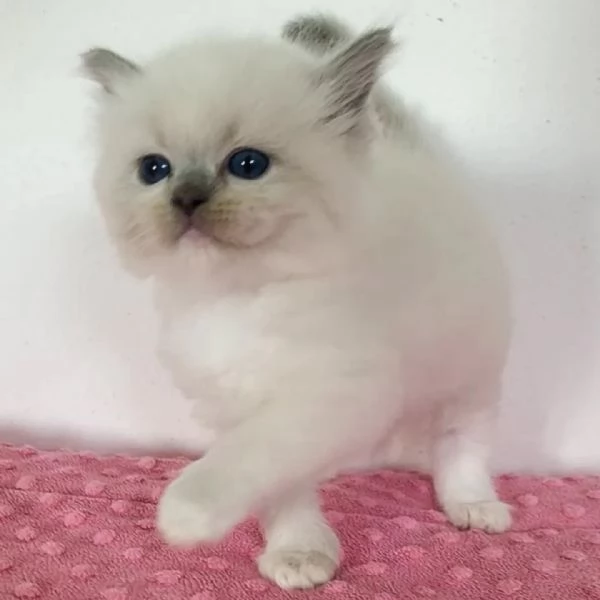 Cuccioli Ragdoll di Alta Genealogia | Foto 0