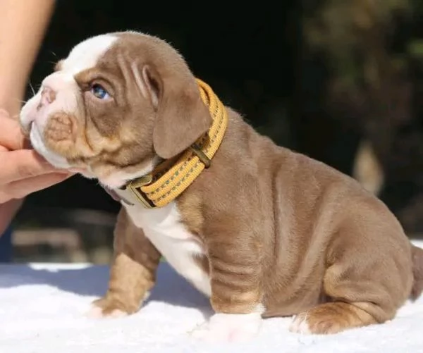 Ciao, ho cuccioli di bulldog inglese maschi e femmine da adottare, hanno 12 settimane e sono in rego