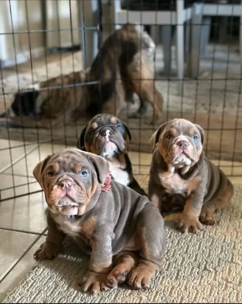 Ciao, ho cuccioli di bulldog inglese maschi e femmine da adottare, hanno 12 settimane e sono in rego | Foto 0