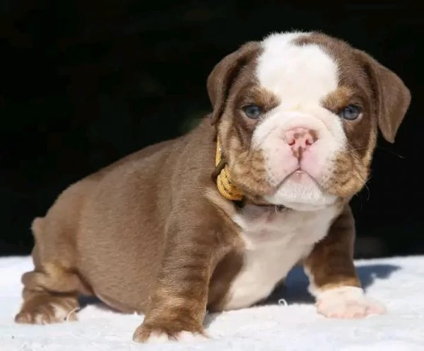 Ciao, ho cuccioli di bulldog inglese maschi e femmine da adottare, hanno 12 settimane e sono in rego | Foto 1