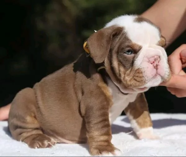 Ciao, ho cuccioli di bulldog inglese maschi e femmine da adottare, hanno 12 settimane e sono in rego