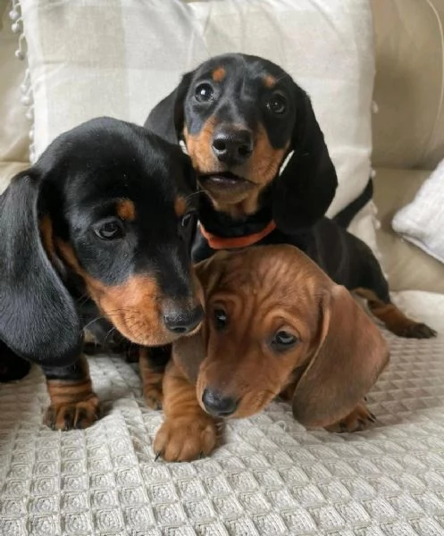 Cuccioli di Bassotto Nano