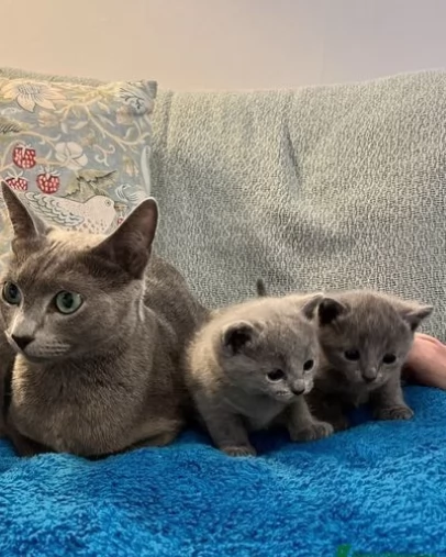 Meravigliosi gattini di Blue russia