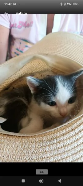 Vendita gattini  | Foto 4