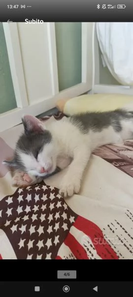 Vendita gattini  | Foto 3