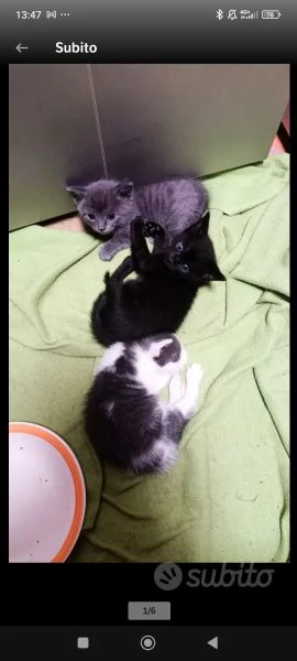 Vendita gattini  | Foto 2
