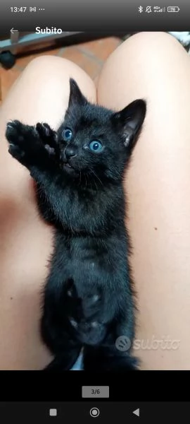 Vendita gattini  | Foto 1