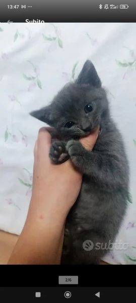 Vendita gattini  | Foto 0