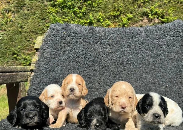 Regaliamo i nostri cuccioli di Cocker Spaniel Inglese maschio e femmina | Foto 2
