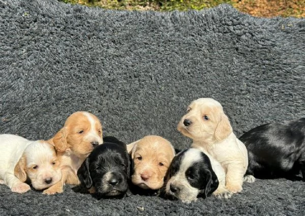 Regaliamo i nostri cuccioli di Cocker Spaniel Inglese maschio e femmina | Foto 1