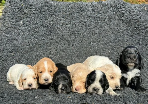 Regaliamo i nostri cuccioli di Cocker Spaniel Inglese maschio e femmina | Foto 0