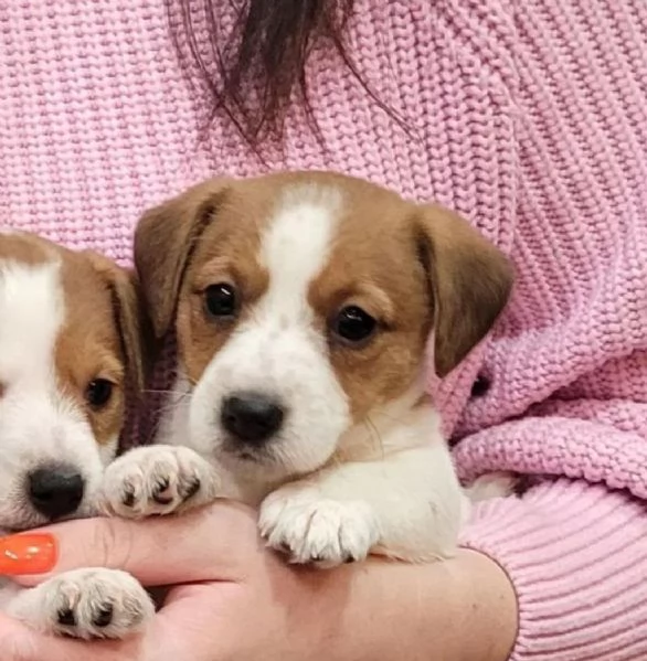 Regaliamo i nostri cuccioli di Jack Russel maschio e femmina | Foto 0