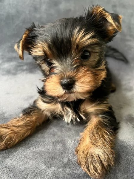 Regaliamo i nostri cuccioli di Yorkshire maschio e femmina | Foto 2