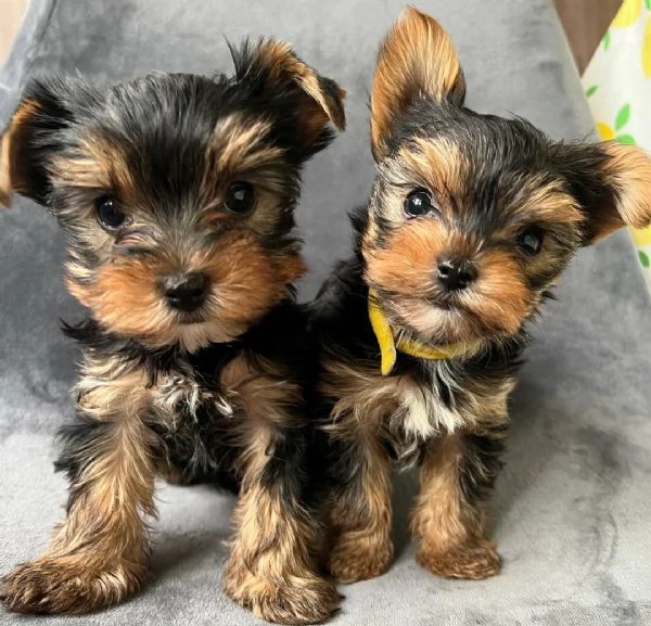 Regaliamo i nostri cuccioli di Yorkshire maschio e femmina