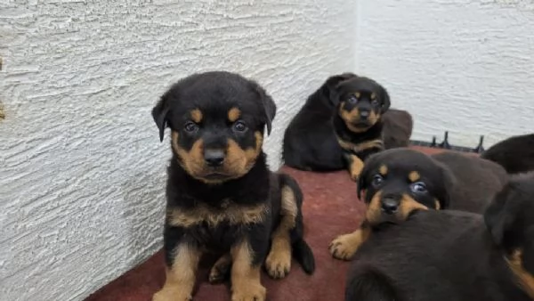 Regaliamo i nostri cuccioli di Rottweiler maschio e femmina | Foto 2
