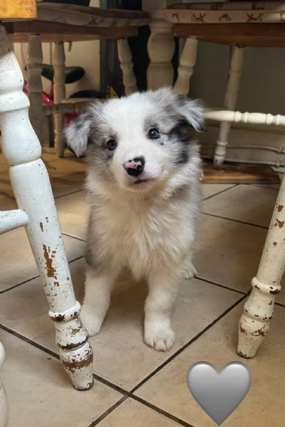 Regaliamo i nostri cuccioli di Border Collie maschio e femmina | Foto 0