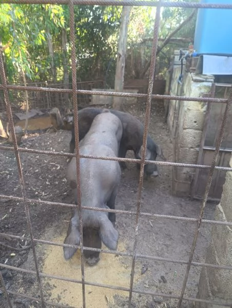 vendo 2 scroffe non gravide di 2 anni ciascuna 