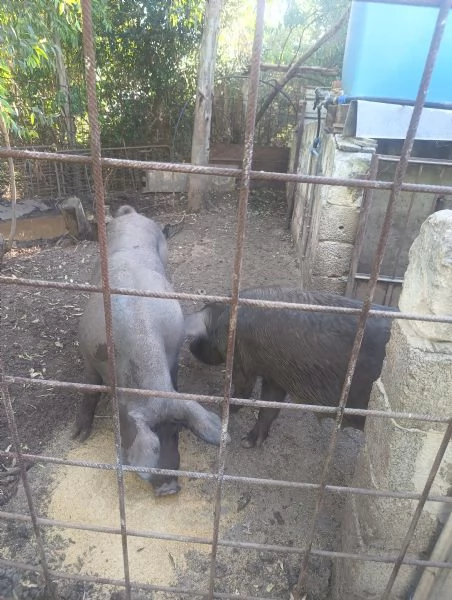 vendo 2 scroffe non gravide di 2 anni ciascuna  | Foto 0