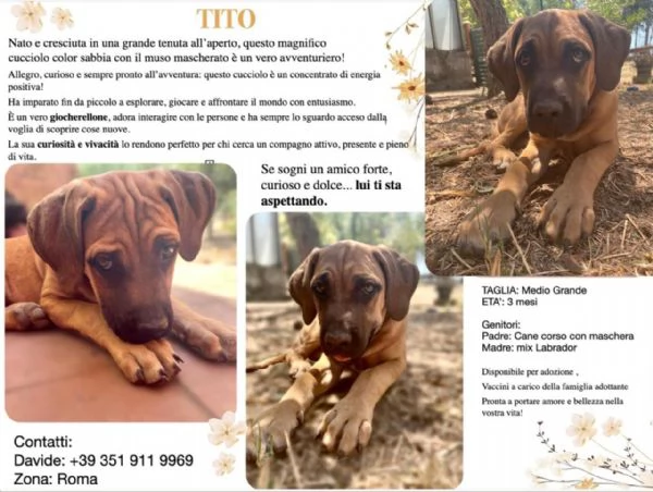 Cuccioli aspettano una famiglia 