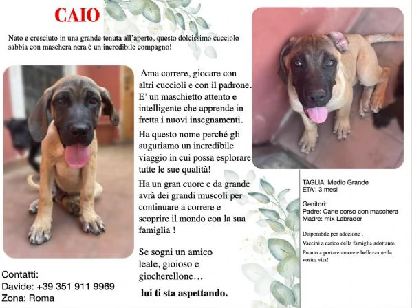 Cuccioli aspettano una famiglia  | Foto 1