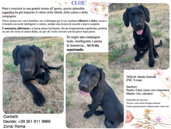 Cuccioli aspettano una famiglia  | Foto 0