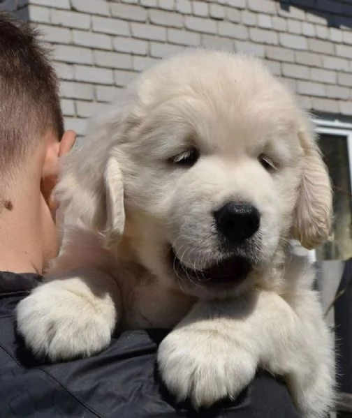 Cucciole di Golden retriever di circa 3 mesi